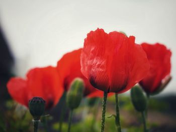 Close-up of red poppy flower