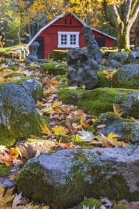 Moss growing on rock by building