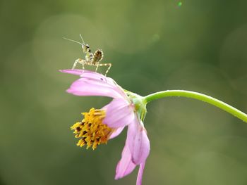 Close-up of insect on flower