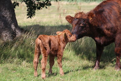 Cows in a field