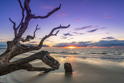 Driftwood on beach against sky during sunset