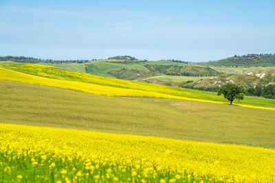 rapeseed