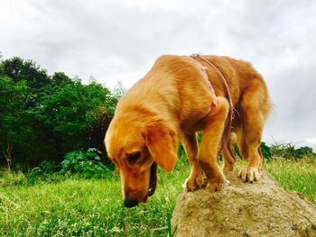 Close-up of dog on grass against sky