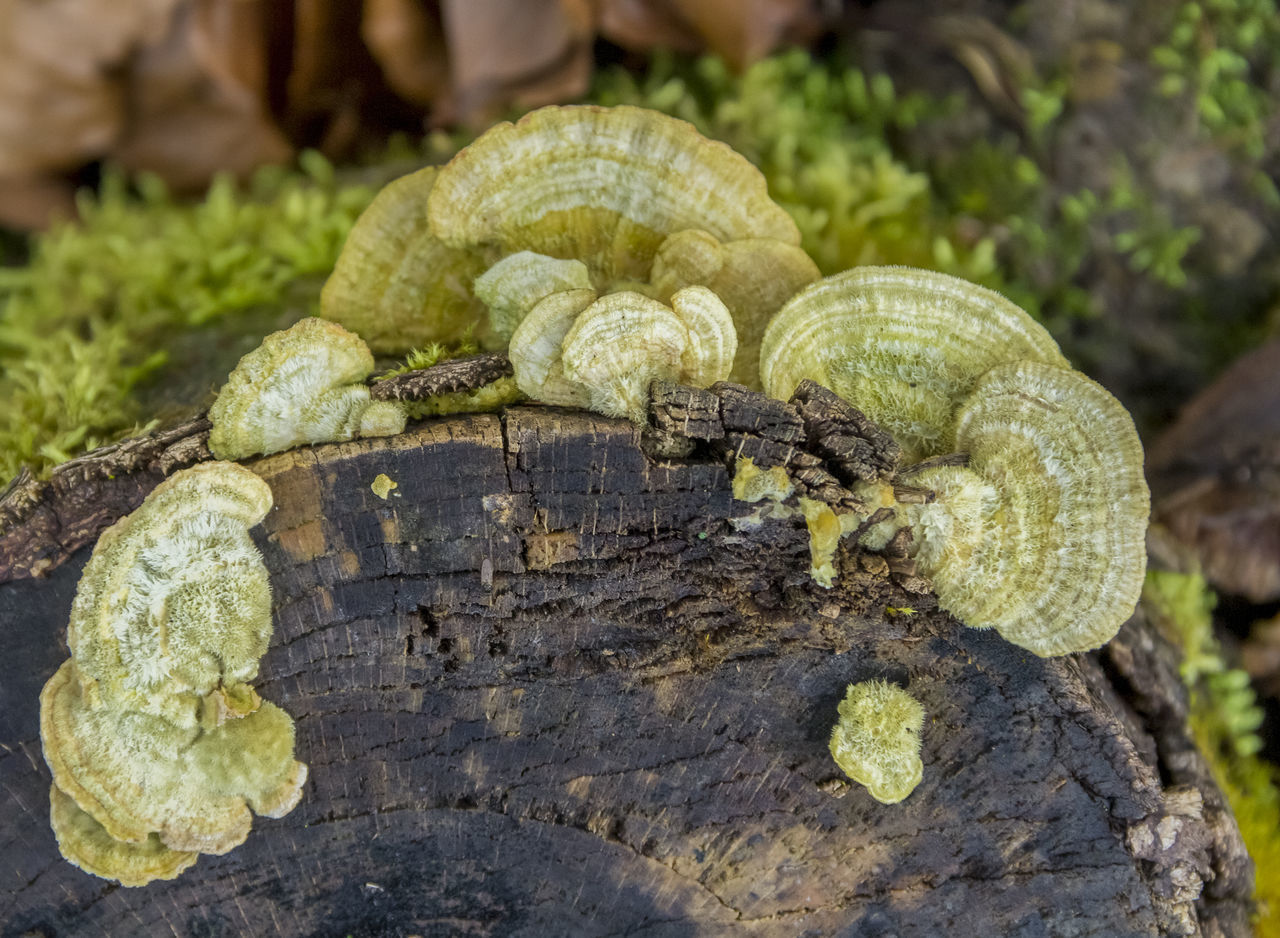 CLOSE-UP OF SNAIL ON LEAF