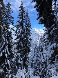 Snow covered pine trees in forest against sky