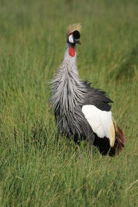 Bird on field