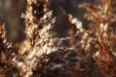 Close-up of stalks in field