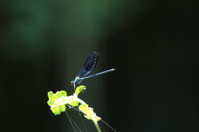 insect