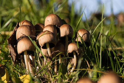 Close-up of mushroom growing on field