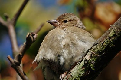 Close-up of bird perching on branch