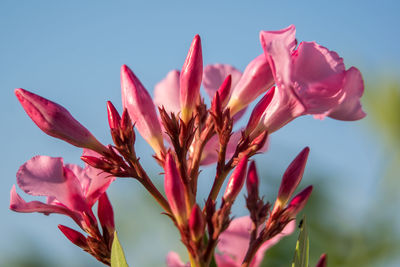 Close-up of pink flowering plant against sky