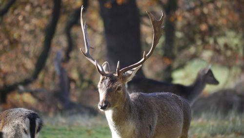 Deer in a field