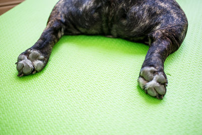 Close-up of a dog sleeping