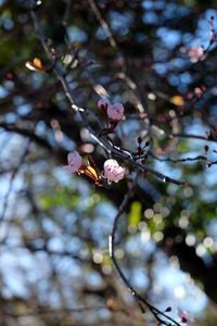 Low angle view of flower tree