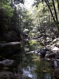 River flowing through rocks in forest