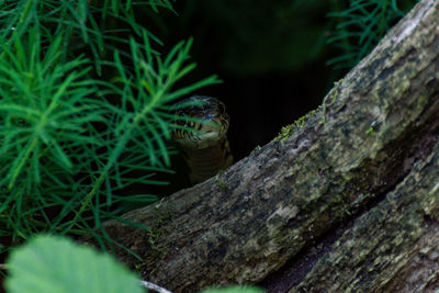 Close-up of lizard on tree