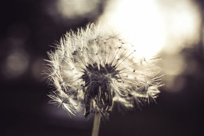 Close-up of dandelion against blurred background