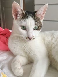 Close-up portrait of a cat