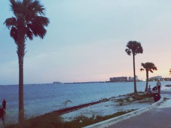 Palm trees on beach against sky