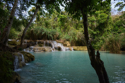 Scenic view of river amidst trees in forest