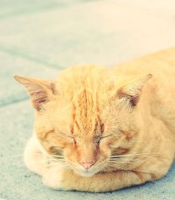 Close-up of cat sleeping