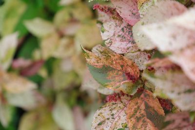 Close-up of maple leaf
