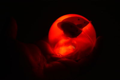 Close-up of illuminated red lights against black background