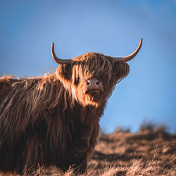 Highland cow in field