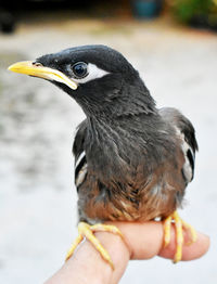 Close-up of hand holding bird