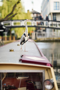 Seagull perching on a boat