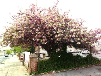 Cherry tree by street and buildings against sky