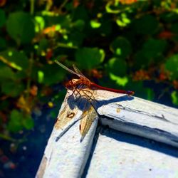 Close-up of insect on wood