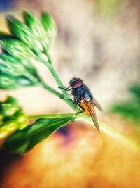 Close-up of insect on plant