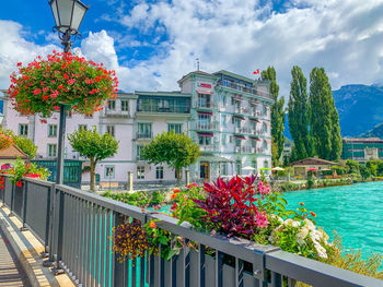 Flowering plants by swimming pool against buildings in city