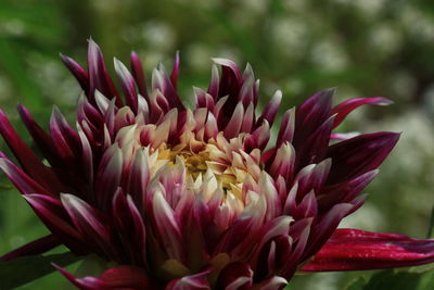 Close-up of pink flower