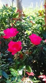 Close-up of pink flowers blooming outdoors