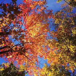 Low angle view of tree against blue sky