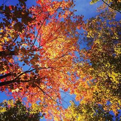 Low angle view of tree against blue sky