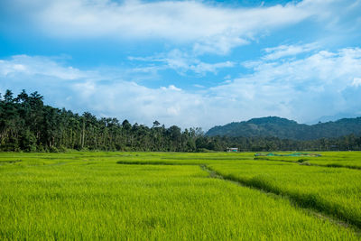 Scenic view of agricultural field against sky