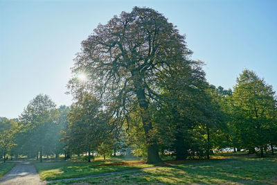 Trees in park against clear sky