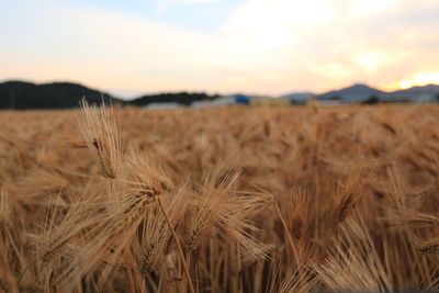 Wheat field against sky