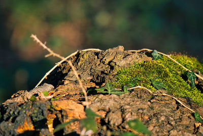 Close-up of moss on tree trunk