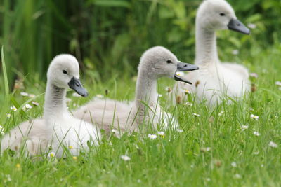 View of swans in grass
