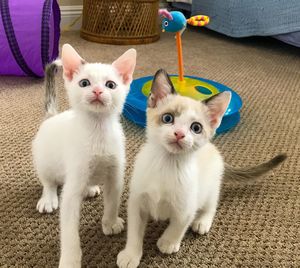 Portrait of cats sitting