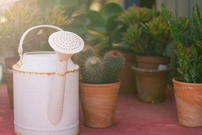 Close-up of potted plant