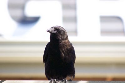Close-up of sparrow perching outdoors