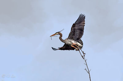 Low angle view of a bird flying