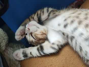 Close-up of cat sleeping at home