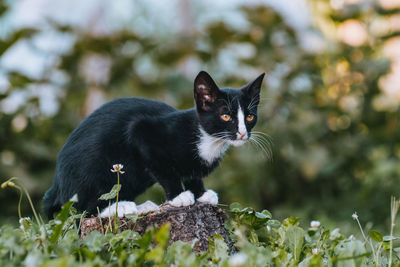 Black cat looking away