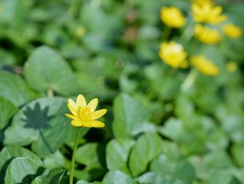 Close-up of yellow flower